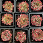 Nine Echeveria rosettes in individual pots, green leaves with pink-red variegation