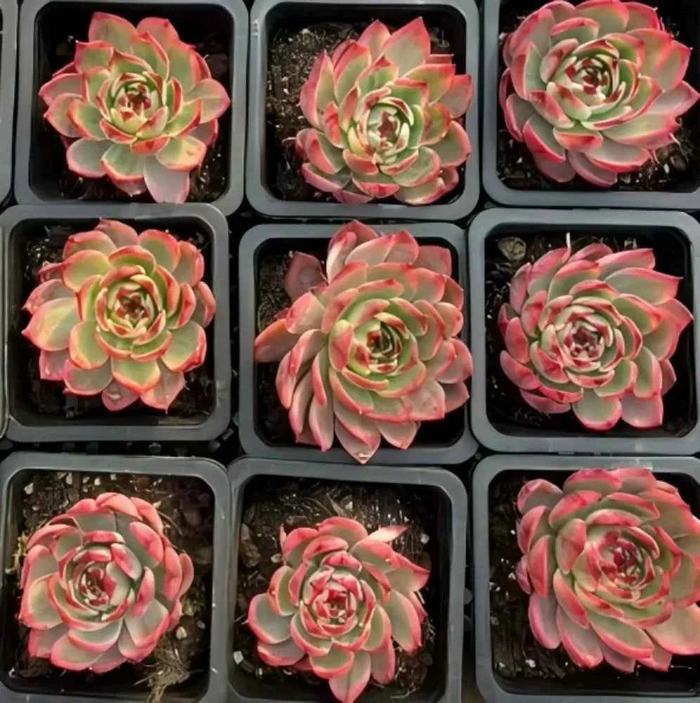 Nine Echeveria rosettes in individual pots, green leaves with pink-red variegation