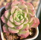 Peach Queen echeveria rosette succulent in pale green with pink-edged leaves