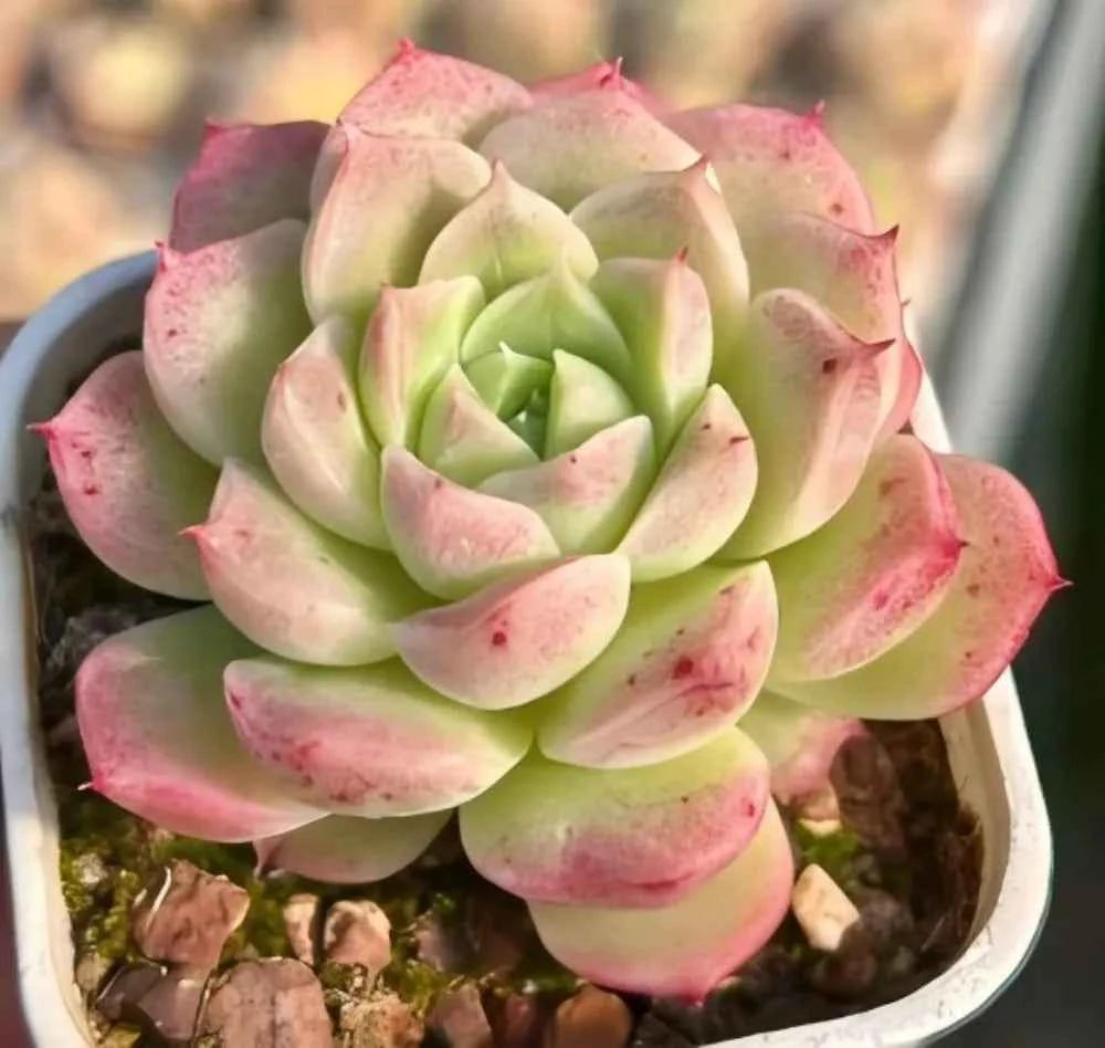 Peach Queen echeveria succulent rosette with green center and pink blushed tips
