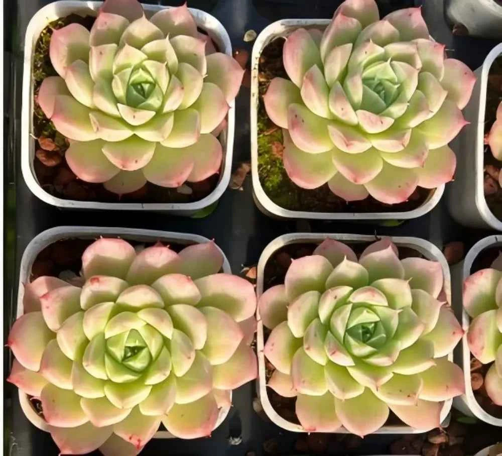 Peach Queen echeveria succulent with rosette leaves in pale green and pink tones