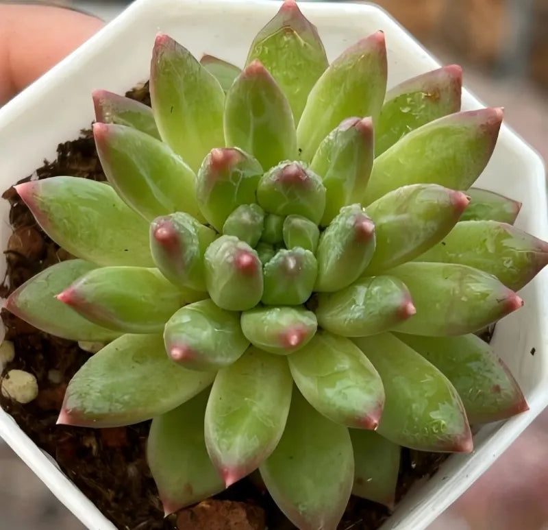Echeveria succulent rosette in white pot with green leaves and red-tipped buds