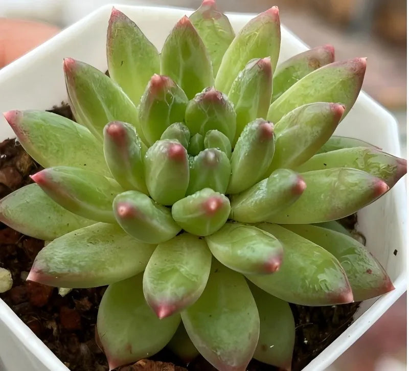 Echeveria succulent rosette in white pot, vivid green leaves with red-tipped centers