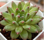 Echeveria succulent rosette in white pot, vivid green leaves with red-tipped centers