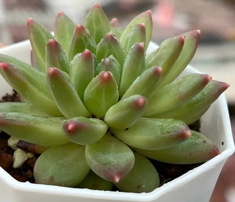 Echeveria succulent rosette in white pot, pale green leaves with red-speckled tips