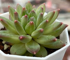 Echeveria succulent rosette in white pot, pale green leaves with red-speckled tips