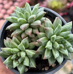 Echeveria succulent cluster in dark pot with light green rosette leaves