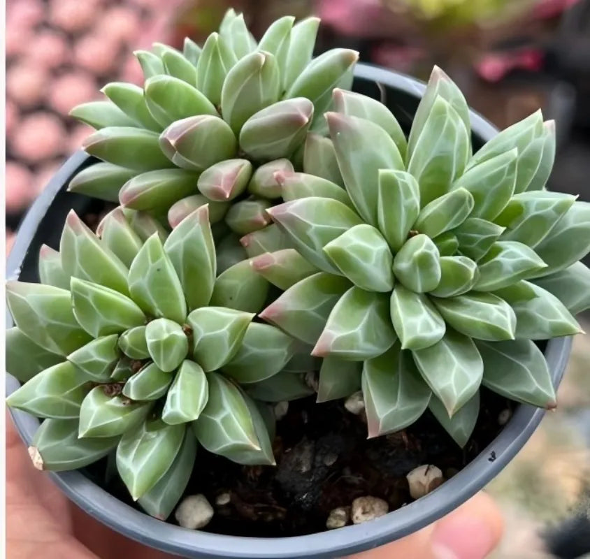 Echeveria succulent cluster with pale pink-tipped light green rosettes in pot