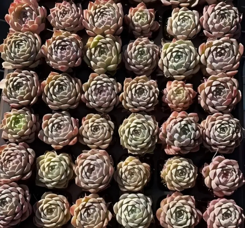 Assorted echeveria rosette succulents with cream, green, and pink leaves