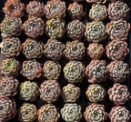 Assorted echeveria rosette succulents with cream, green, and pink leaves