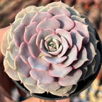 Echeveria succulent rosette with pale pink and lavender layered leaves