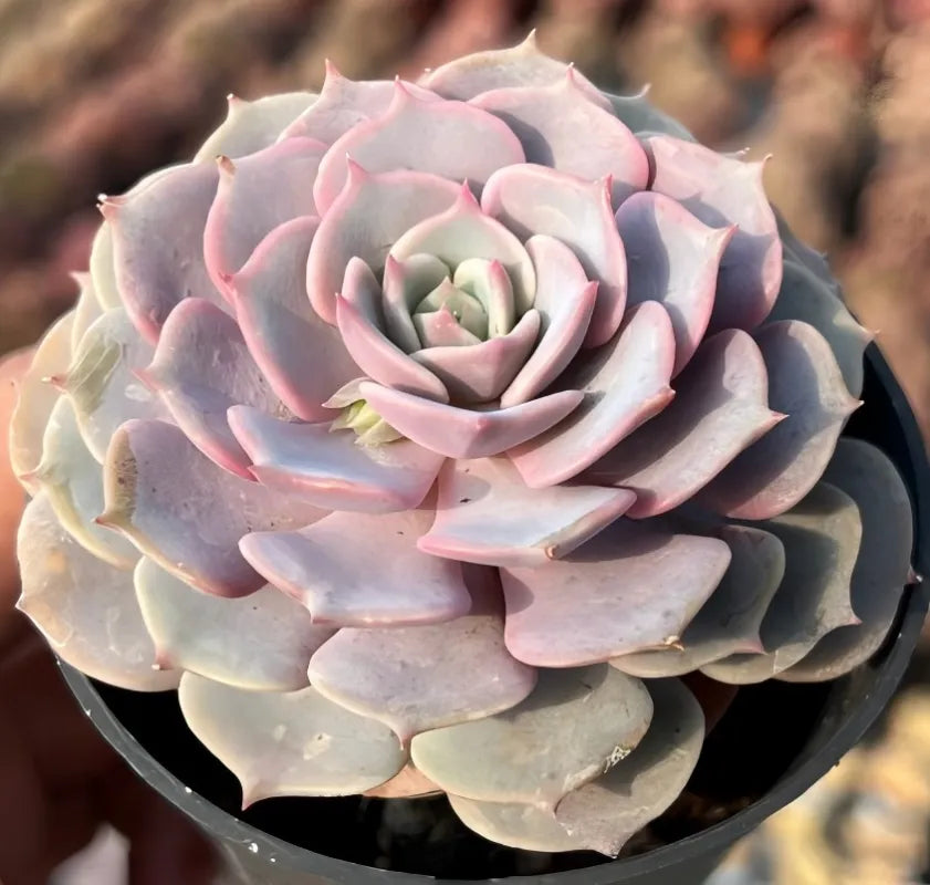 Echeveria succulent rosette in pot with pale pink curled leaf tips