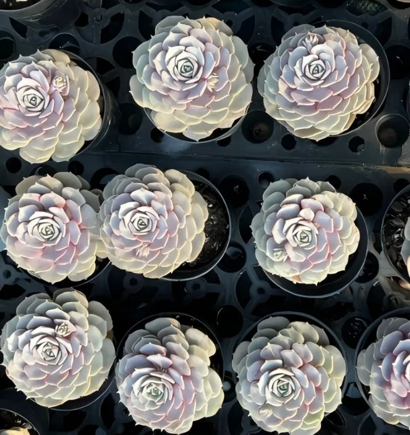 Set of Echeveria succulent rosettes in pots, pale pink and silvery leaves