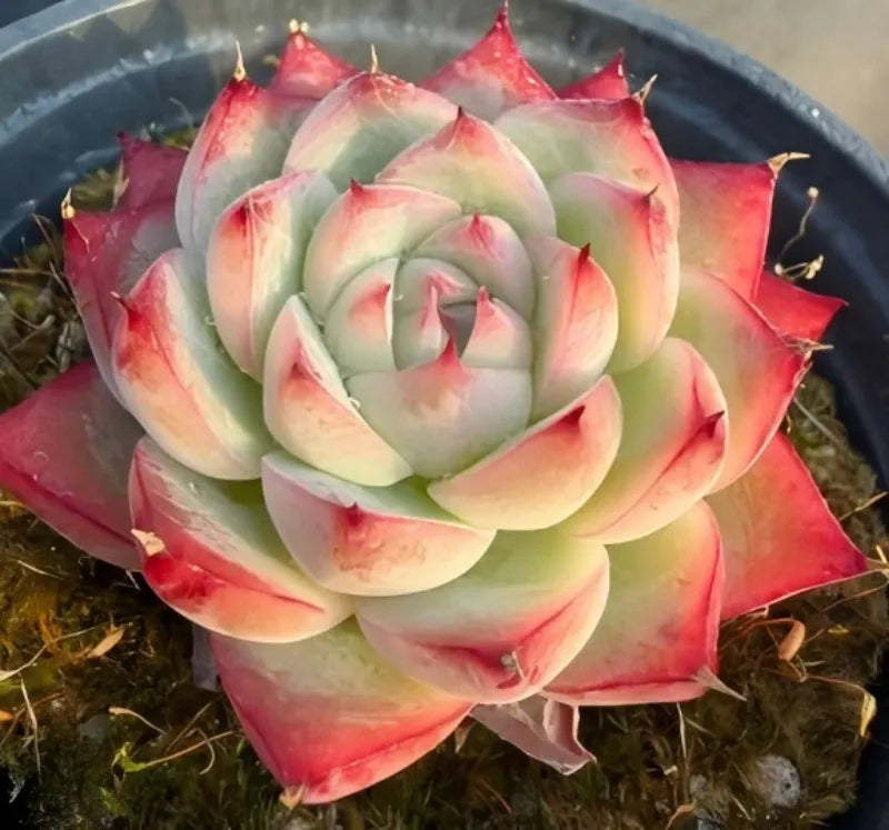 Echeveria Pink Crystal succulent rosette with layered mint-green centers and hot-pink tips