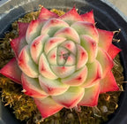 Echeveria Pink Crystal succulent rosette with pale green leaves edged in pink/red
