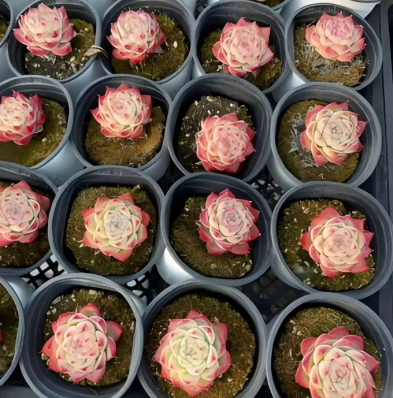 Echeveria Pink Crystal succulent rosettes in small round pots, pink and pale green
