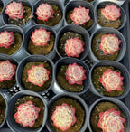 Echeveria Pink Crystal succulent rosettes in small round pots, pink and pale green