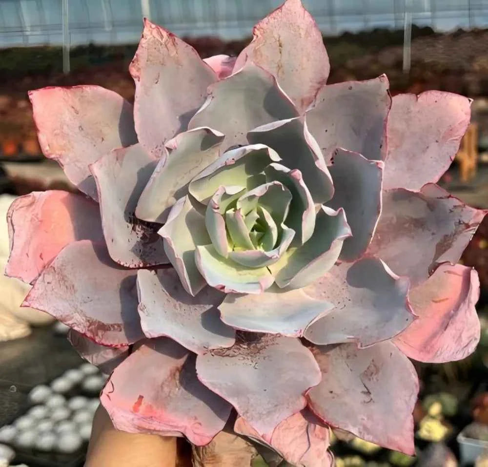 Echeveria Pinky succulent rosette with dusty lavender leaves and pink highlights