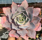 Echeveria Pinky succulent rosette with dusty lavender leaves and pink highlights