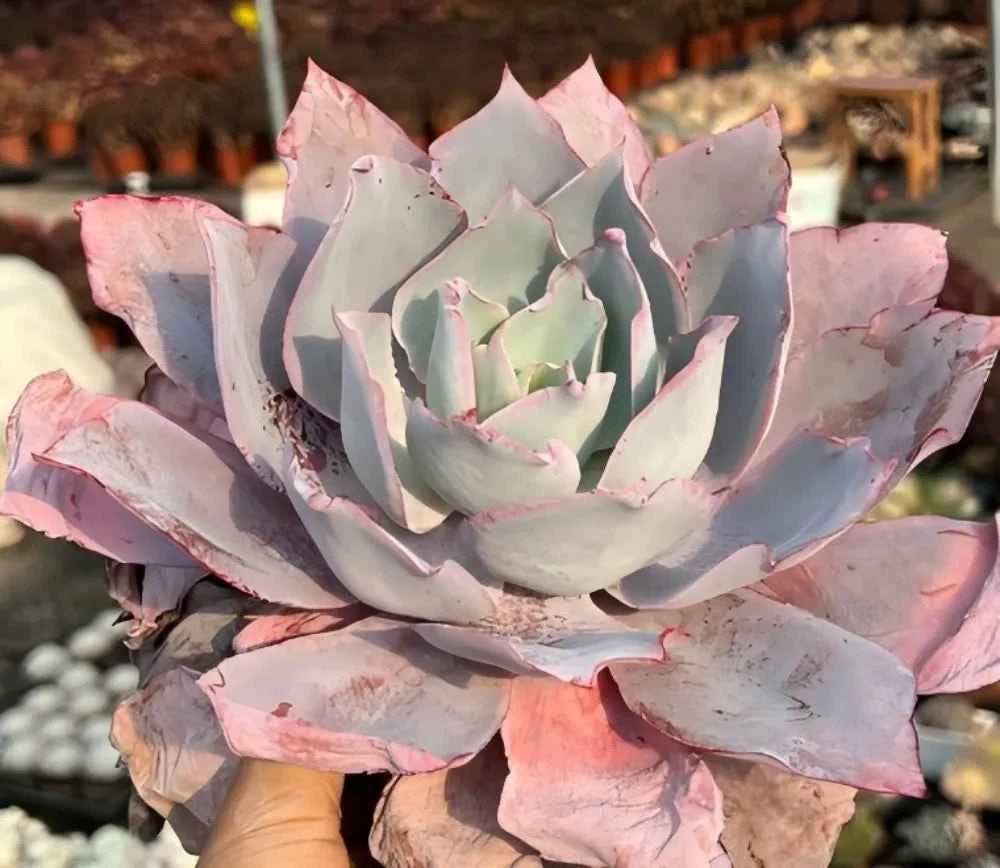 Echeveria Pinky succulent rosette viewed from side, lavender leaves with pink tips