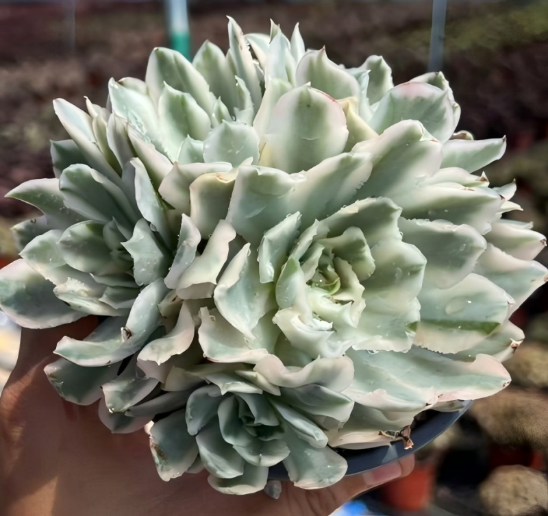 Echeveria Purple Butterfly variegata succulent in pot, rosette of pale green leaves