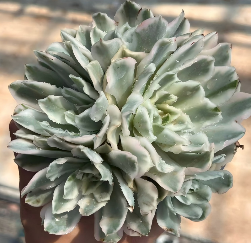 Echeveria Purple Butterfly variegata succulent rosette with pale green thick leaves