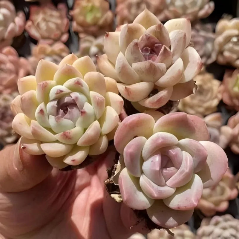 Echeveria Purpura Glow succulent in 2-inch pot with pale pink and cream rosettes