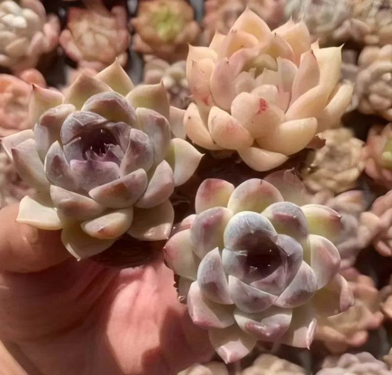Echeveria Purpura Glow succulent in 2-inch pot, pale peach rosettes with purple centers