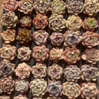 Echeveria Purpura Glow succulents in 2-inch pots, small rosette clusters