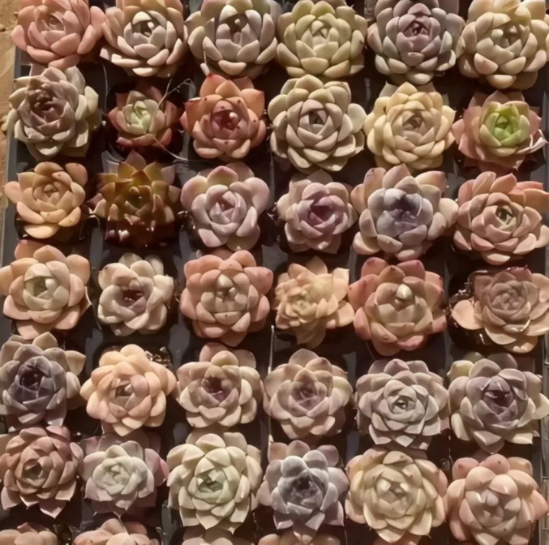 Echeveria Purpura Glow succulents in 2-inch pots, small rosette clusters