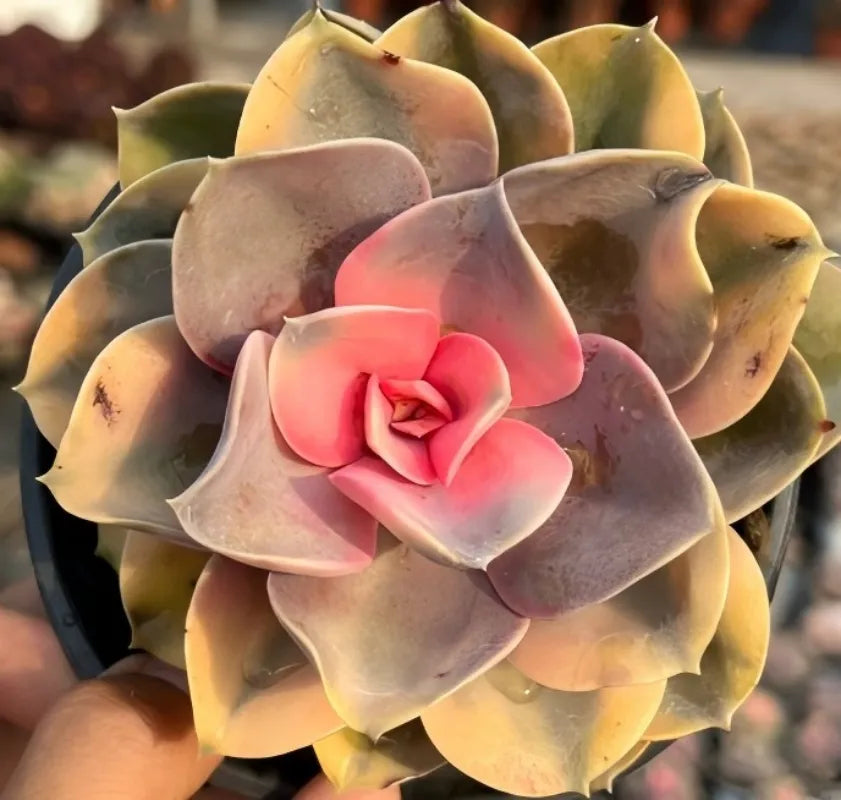 Echeveria Rainbow succulent rosette with pale green leaves and pink center