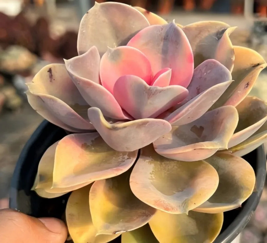 Echeveria Rainbow succulent rosette with cream leaves and pink inner rosette