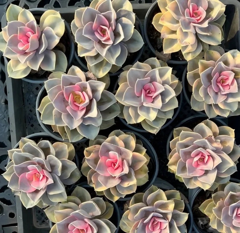 Echeveria Rainbow succulent rosettes in pots, pale leaves with pink centers