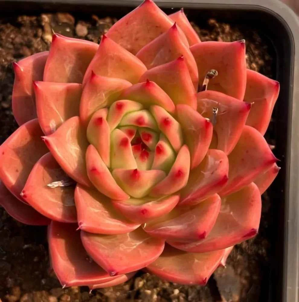 Echeveria succulent rosette with red outer leaves and green center