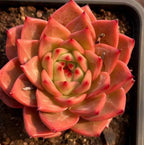 Echeveria succulent rosette with red outer leaves and green center