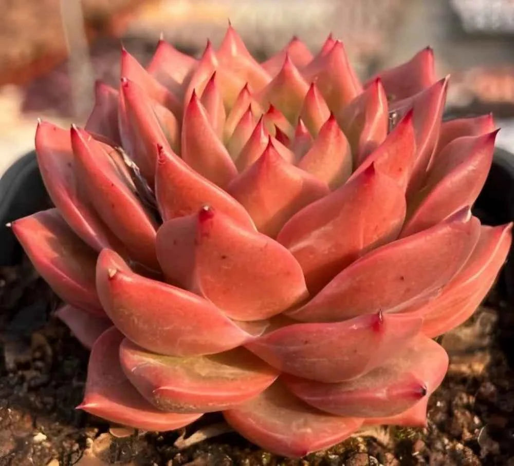 Echeveria succulent with coral red rosette leaves and pointed tips