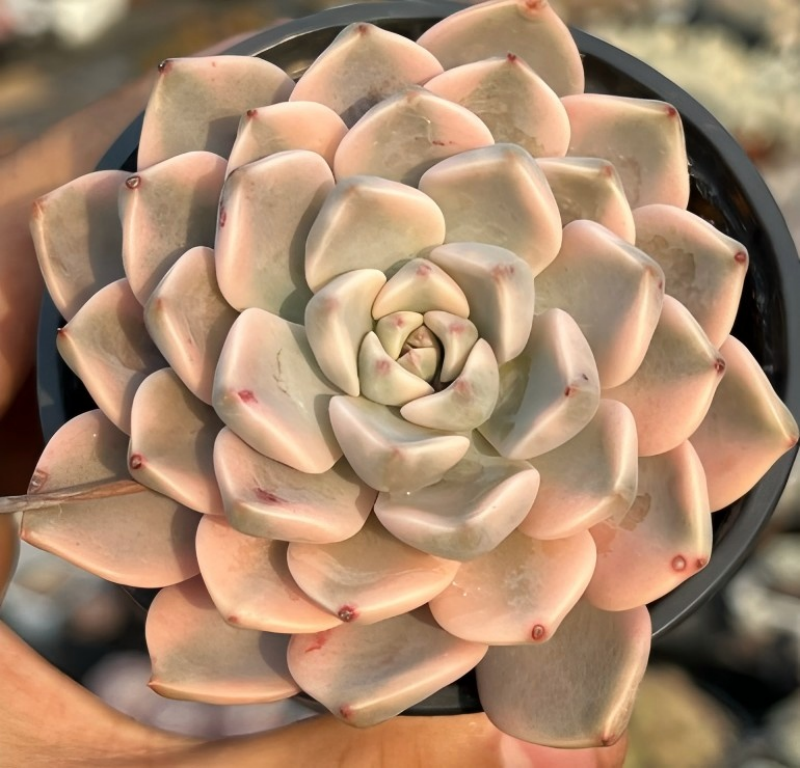 Echeveria succulent rosette in pot, pale cream leaves with pink-tinged tips and red dots