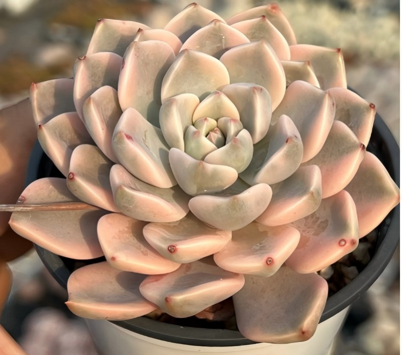 Echeveria succulent rosette in pot, cream leaves with soft pink edges and tips