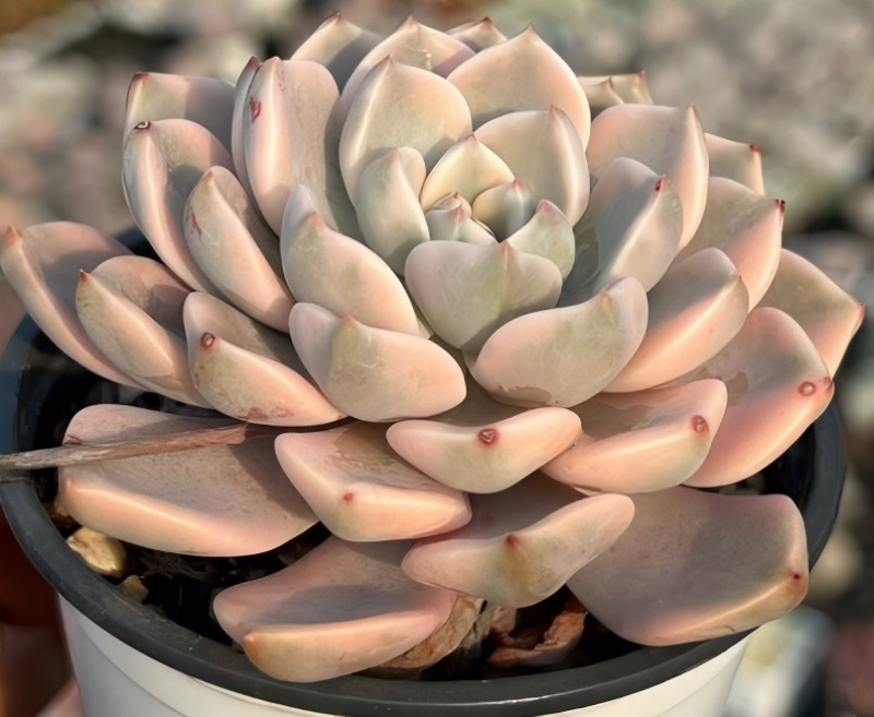 Echeveria succulent rosette in pot, pale green leaves with pink blush tips