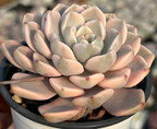 Echeveria succulent rosette in pot, pale green leaves with pink blush tips