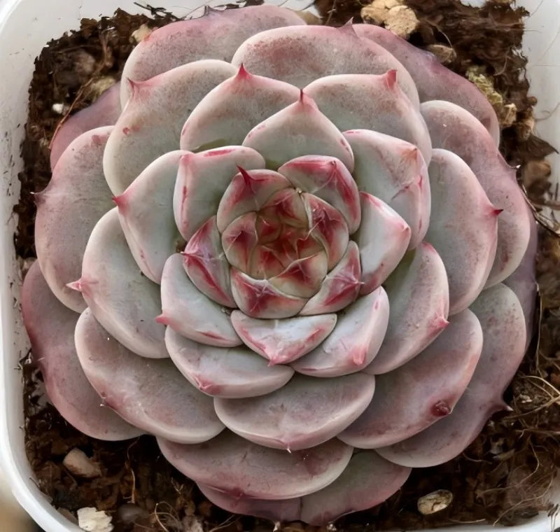 Close-up of pink-gray succulent rosette with layered pale green leaves and red tips