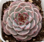 Close-up of pink-gray succulent rosette with layered pale green leaves and red tips