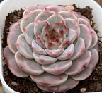 Pink-gray succulent rosette with red-tipped leaves in a white planter