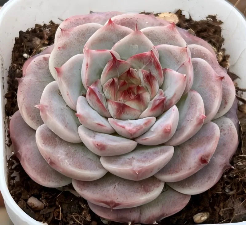 Pink-gray succulent rosette with red-tipped leaves in a white planter