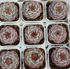 Potted succulent rosette with pale gray leaves and pink-red tips, shown in multiple trays