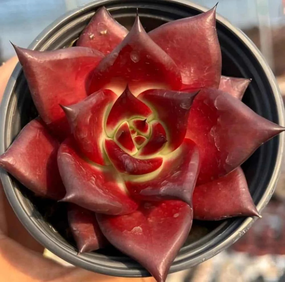 Echeveria succulent rosette in pot, deep red leaves with pale yellow-green center