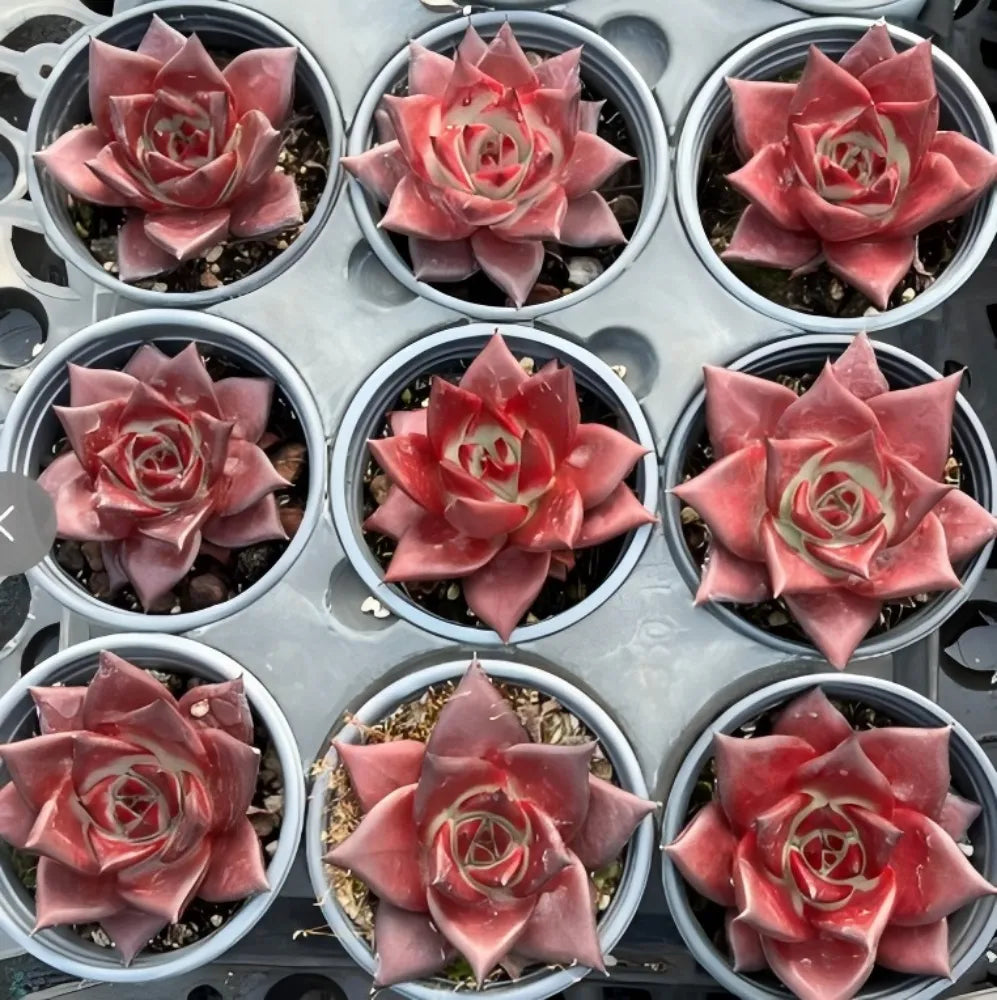 Set of Echeveria succulent rosettes in small pots, red layered leaves