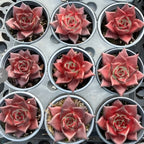 Set of Echeveria succulent rosettes in small pots, red layered leaves
