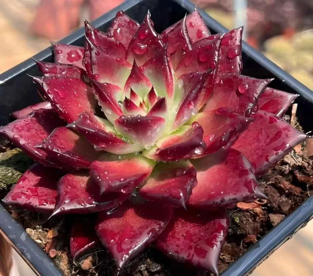 Echeveria succulent rosette in tray, dark red leaves with light green center