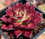 Echeveria succulent rosette in tray, dark red leaves with light green center